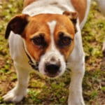 pets and divorce
