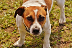 pets and divorce
