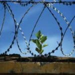 plant growing in barbed wire