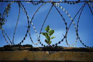 plant growing in barbed wire
